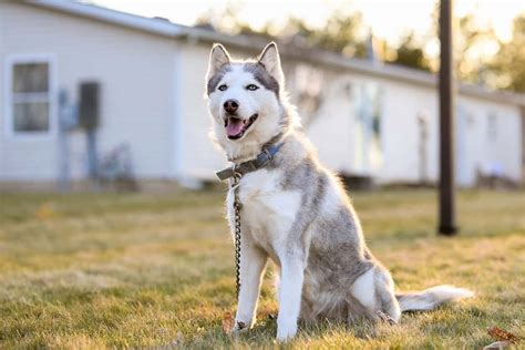 Husky adoption - Network of volunteers throughout Pennsylvania, Maryland, New Jersey, New York, Delaware, and West Virginia. Breed information, photos of dogs available for adoption, calendar of events, dog care tips, and scrapbook.